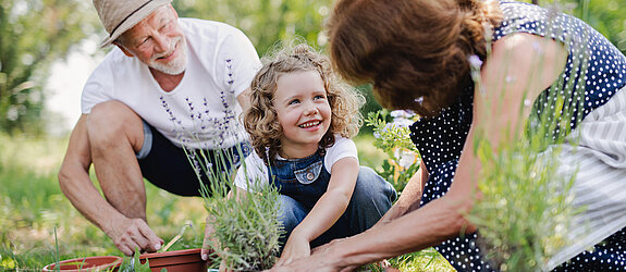 Großeltern pflanzen gemeinsam mit Enkelin etwas im Garten ein.