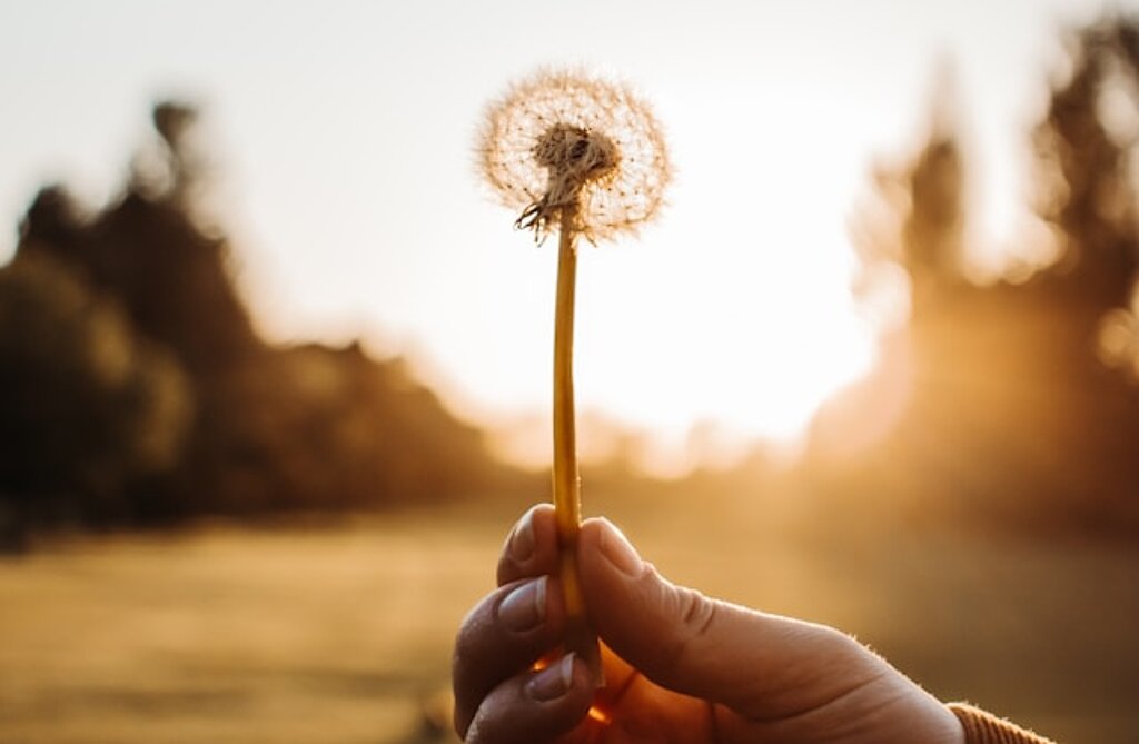 Pusteblume Pusteblume wird im Sonnenuntergang gehalten.