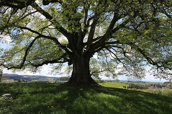 Lebensbaum als Gestaltungselement der Palliativeinheit