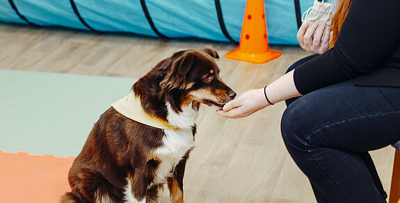 Hund Fay bei der Therapie.