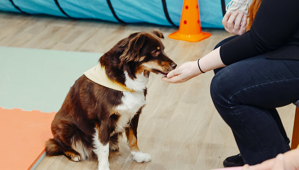 Hund Fay bei der Therapie.