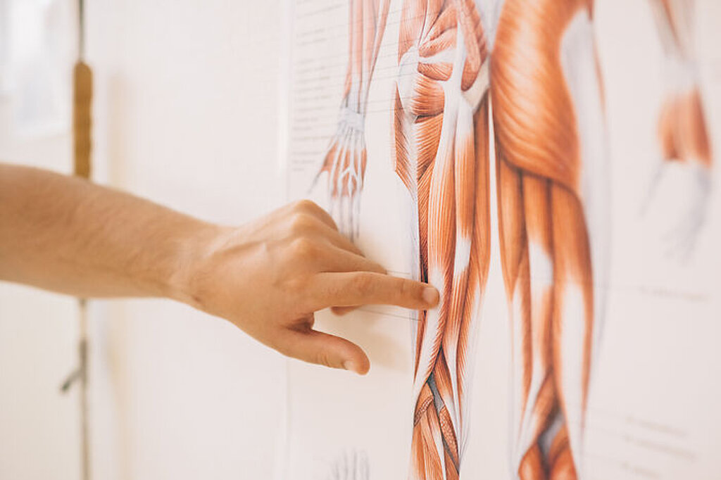 Physiotherapie Anatomie