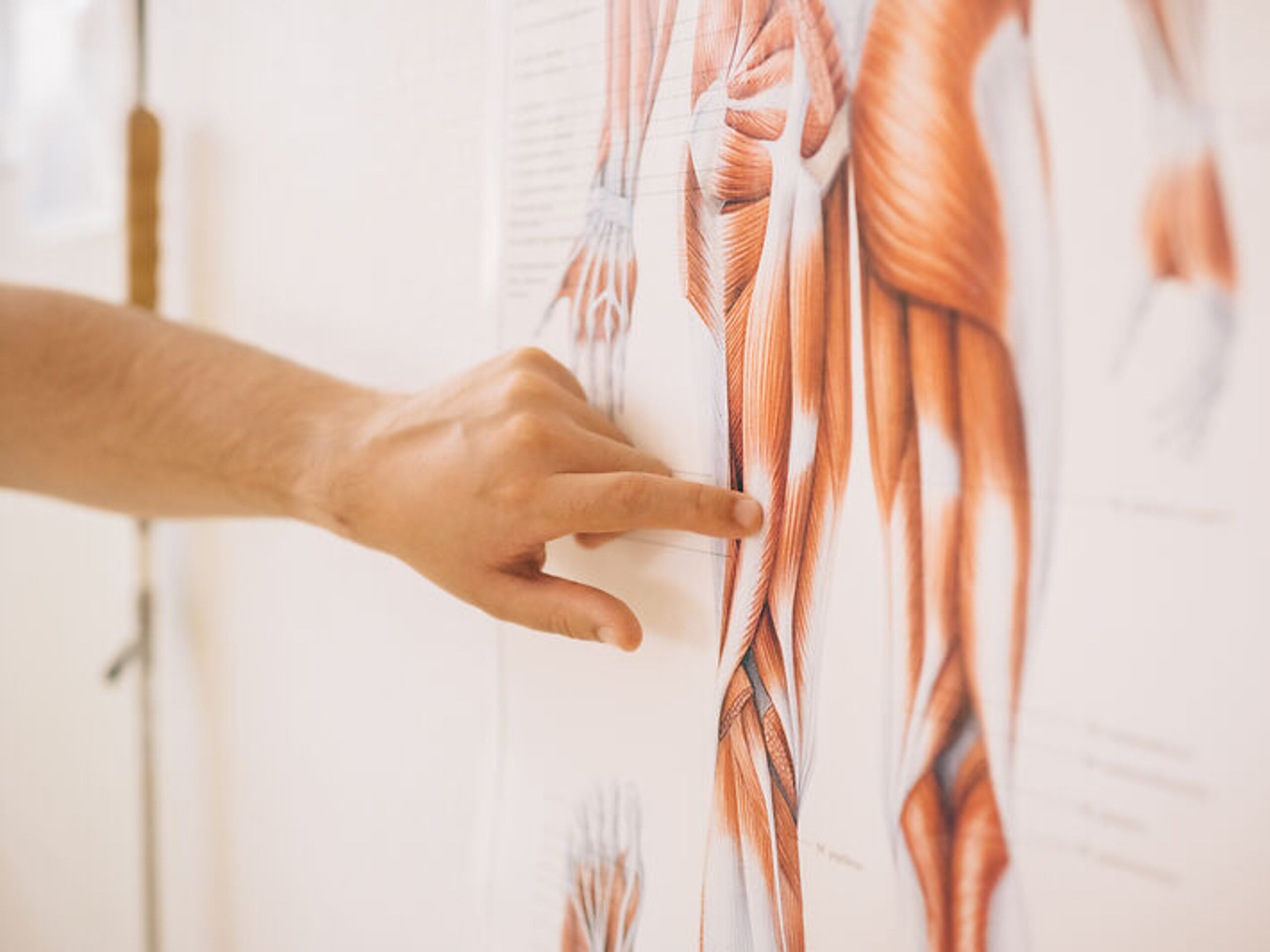 Physiotherapie Anatomie