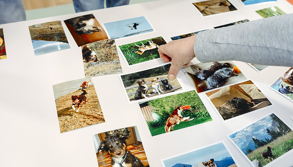 Bilderauswahl mit Emotionen von Hunden.