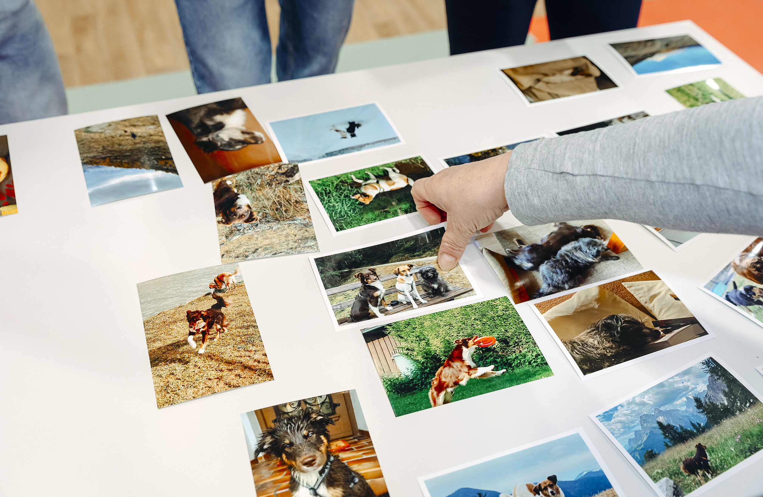 Bilderauswahl mit Emotionen von Hunden.