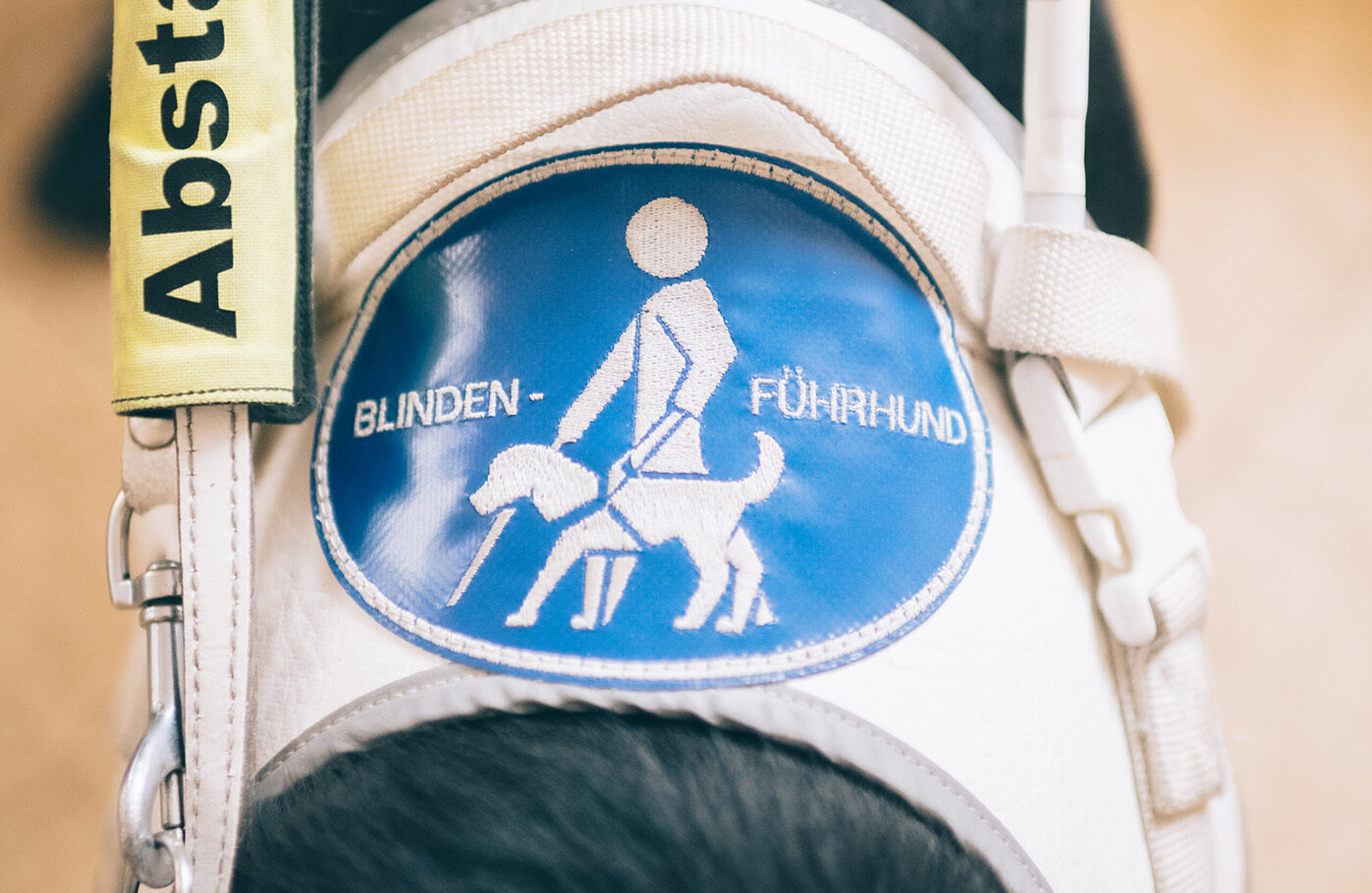 Blindenhund mit Geschirr.