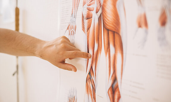 Ein Finger zeigt auf ein Bild mit der menschlichen Muskulatur.