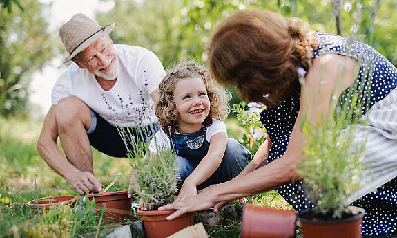 Großeltern pflanzen gemeinsam mit Enkelin etwas im Garten ein.