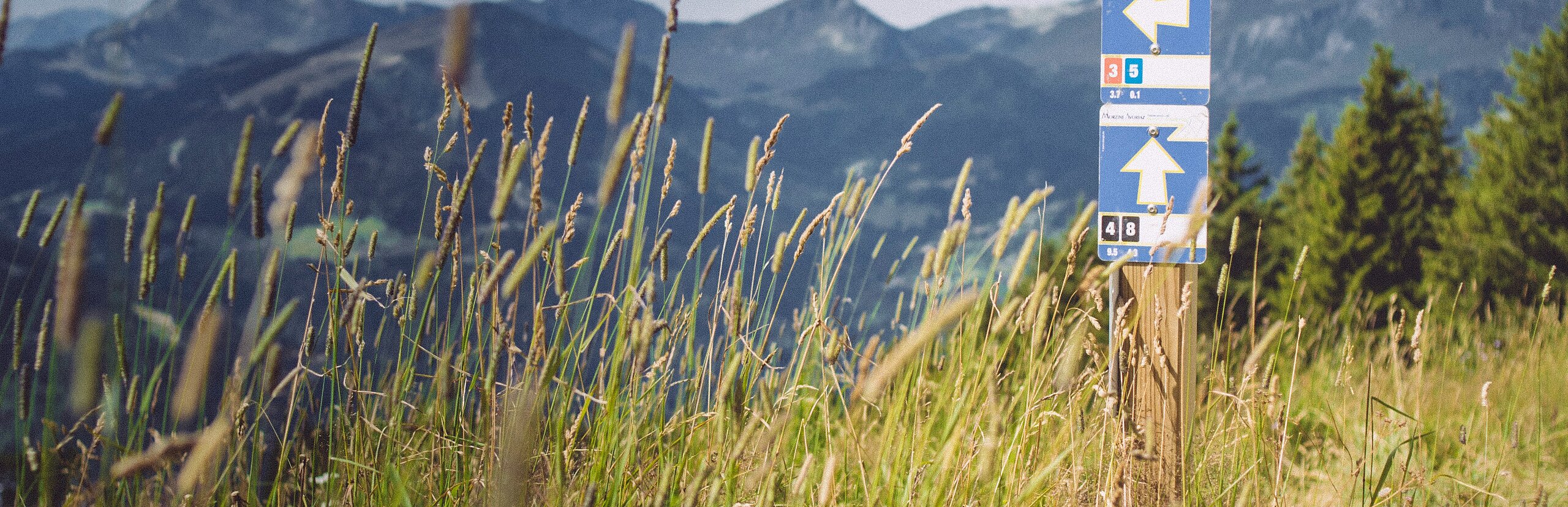 Ein Wanderweg in den Bergen mit hohem Gras im Vordergrund und einem Wegweiser mit Richtungspfeilen