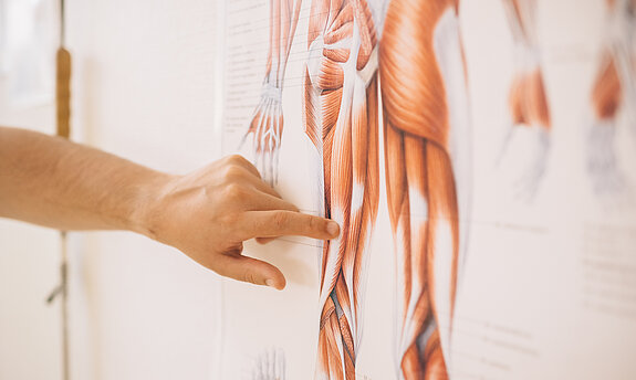 anatomie poster