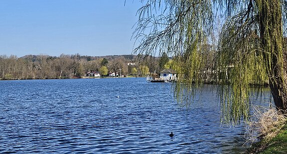 Baum am Seeufer mit Blick auf den Stadtsee bei klarem Himmel.