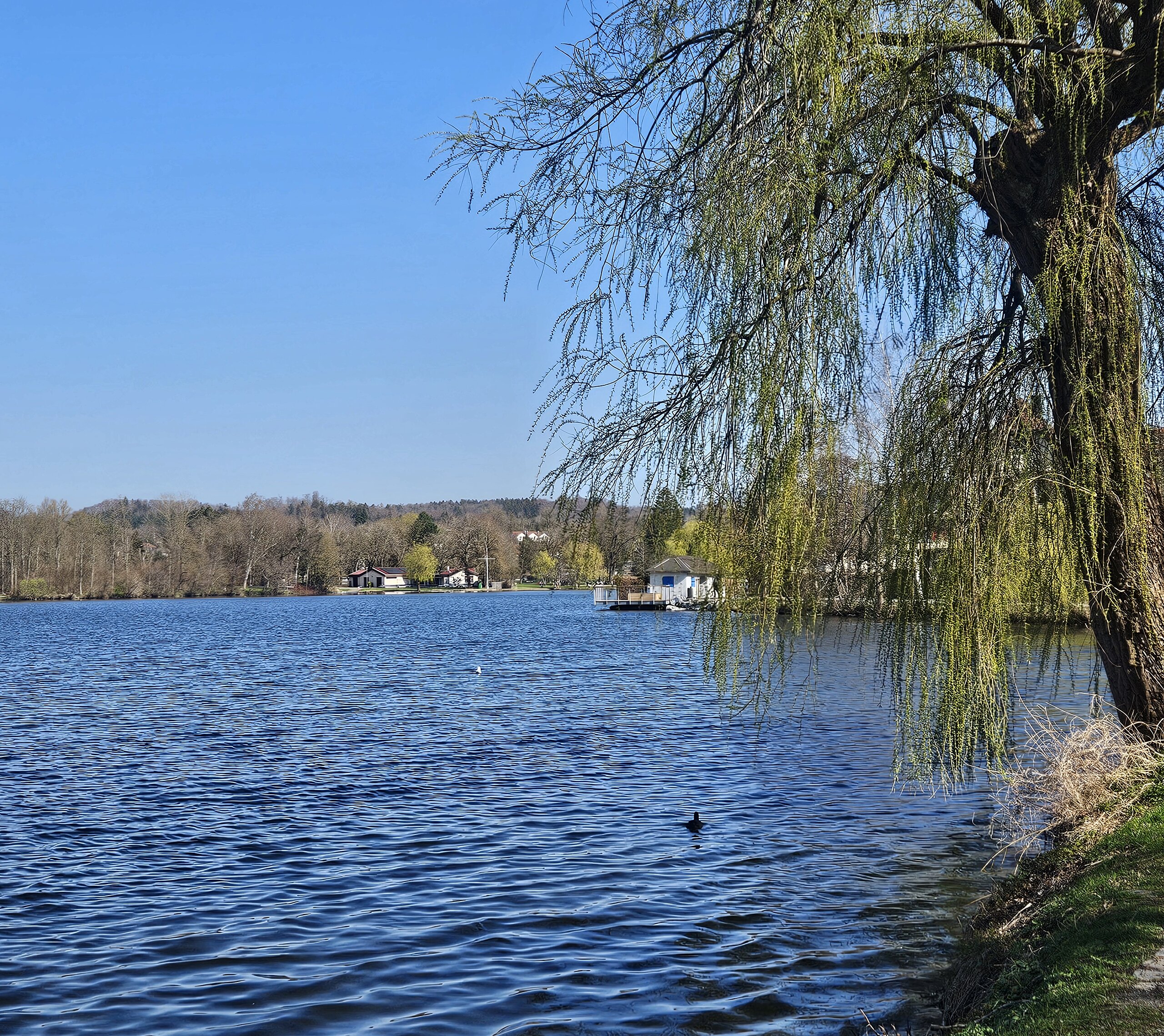 Baum am Seeufer mit Blick auf den Stadtsee bei klarem Himmel.