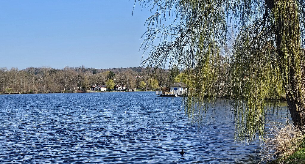Baum am Seeufer mit Blick auf den Stadtsee bei klarem Himmel.